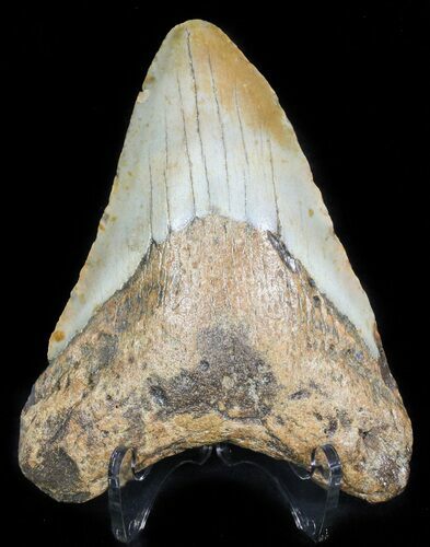 Bargain Megalodon Tooth - North Carolina #45539